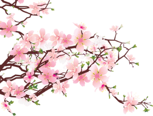 a japanese cherry blossom 